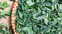 Khasiat Daun Katuk untuk ASI, Bisa Jadi Booster Ampuh