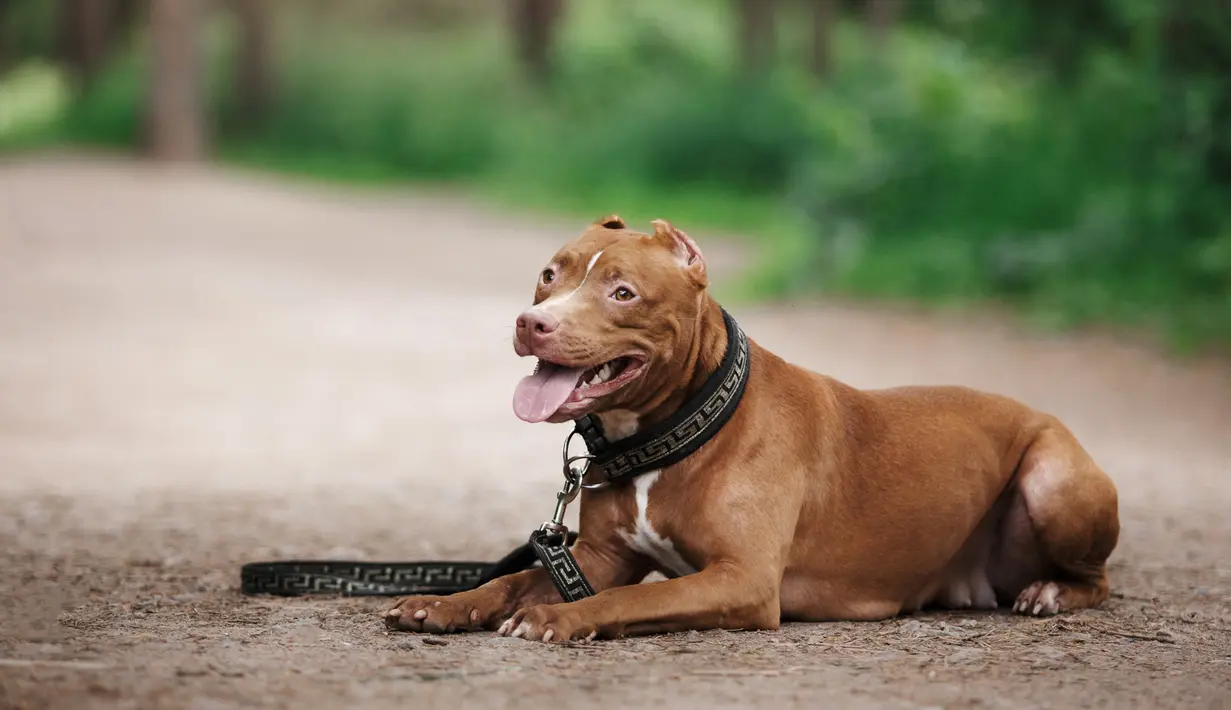 Terlepas dari karakteristik yang dinilai garang, ternyata pitbull merupakan anjing yang penyayang. Berdasarkan penelitian yang dilakukan pada 2001, pitbull termasuk dalam 5 anjing dengan emosi paling stabil di Amerika Serikat. (istockphoto.com)