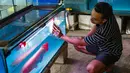 Bagi para penggemarnya, arwana bukan sekadar ikan hias, tetapi simbol prestise. Banyak orang rela mengeluarkan biaya besar demi memiliki arwana dengan warna tajam dan bentuk tubuh sempurna. Selain dianggap membawa keberuntungan, arwana juga dipercaya mampu menjadi "penjaga" rumah karena kepekaannya terhadap perubahan lingkungan. Tampak dalam foto, peternak menunjukkan ikan di Farm Royal Red Arowana yang terletak di kawasan Jasinga, Bogor, Jawa Barat, Sabtu (15/11/2025). (merdeka.com/Arie Basuki)
