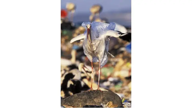 7 Potret Miris Hewan Terdampak Sampah Plastik