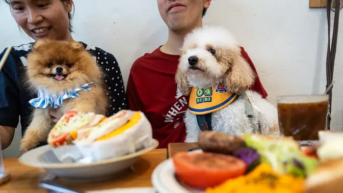 Restoran di Hong Kong Perbolehkan Pelanggan Bawa Anjing