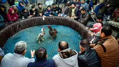 Penonton menyaksikan sabung ayam di Kota Najaf, Irak, Sabtu (26/1). Sabung ayam merupakan kegiatan ilegal yang masih tersebar luas di Irak. (Haidar HAMDANI/AFP)