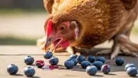 Ayam Boleh Makan Blueberry? Ini Manfaat dan Batas Aman yang Jarang Diketahui