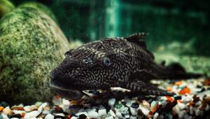 Dikenal sebagai salah satu ikan invasif yang mampu berkembang pesat dan mengganggu keseimbangan ekosistem. (Sumber Foto: Pexels)