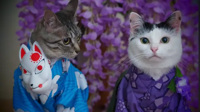 Lelaki Ini Buatkan Kostum Anime Untuk Cosplay Dua Kucingnya, Yuki dan Koyomi