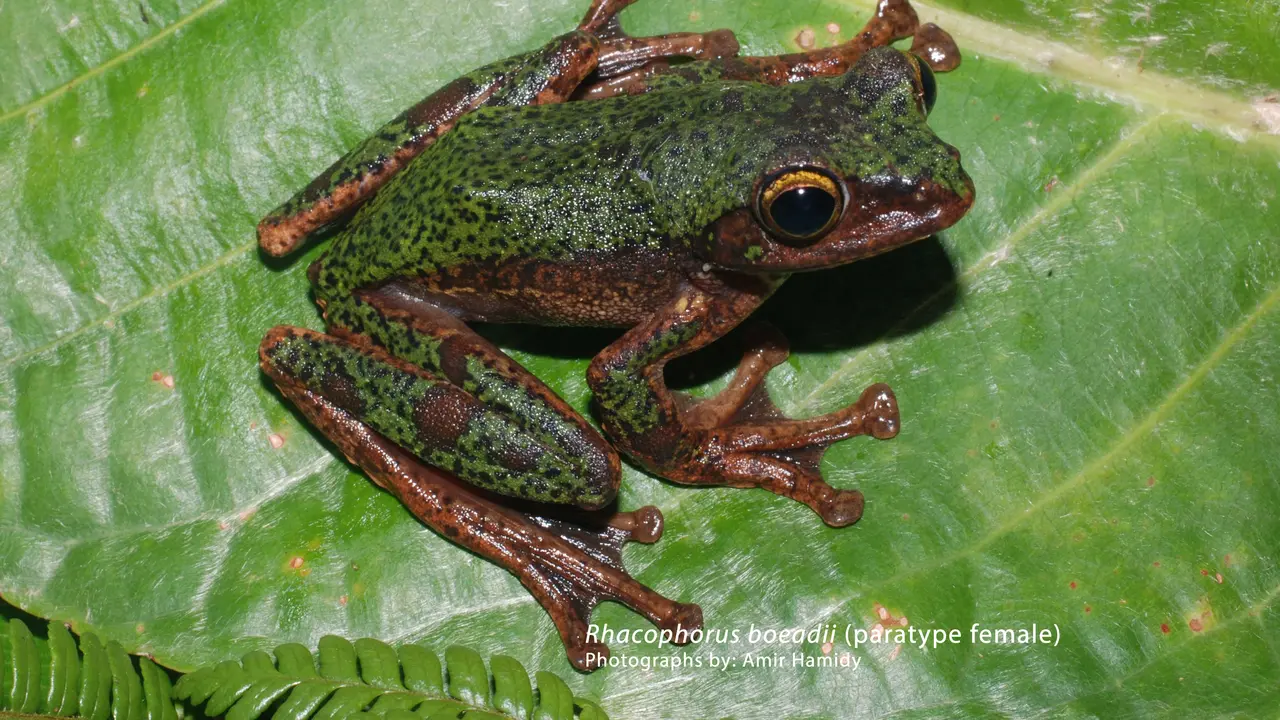 Spesies baru katak pohon endemik Sulawesi. Credit: Amir Hamidy/BRIN