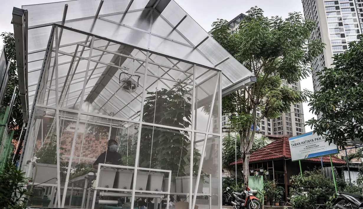 Suasana Rumah Kaca Green House di Sunter Muara, Jakarta, Minggu (13/12/2020). Dalam sekali panen, rumah kaca Green House mampu menghasilkan 25 kilogram berbagai jenis sayuran yang kemudian dijual kepada warga sekitar. (merdeka.com/qbal S. Nugroho)