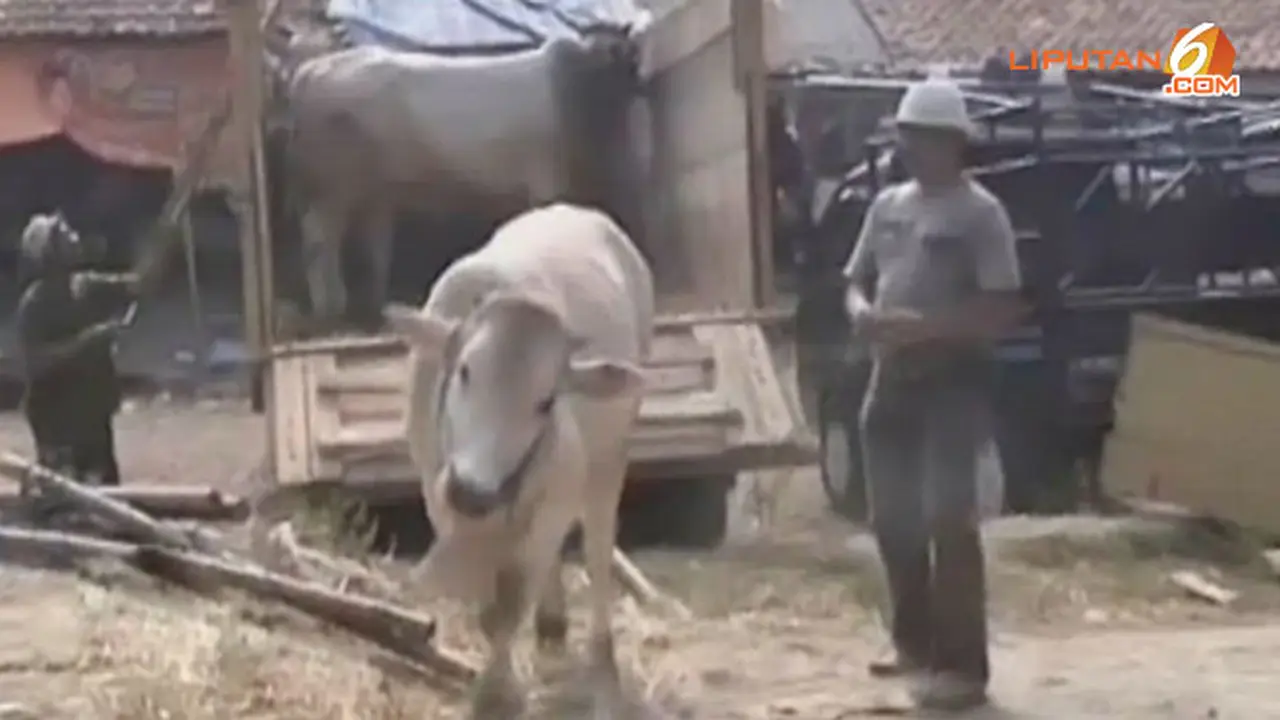harga-sapi-idul-adha-131008b.jpg
