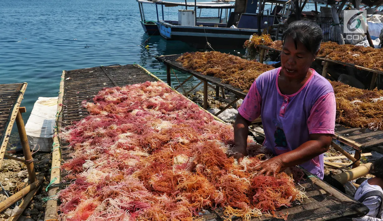 Warga menjemur rumput laut di Kawasan Pulau Panggang, Kepulauan Seribu, Jakarta, Rabu (18/9/2019). Hasil laut tersebut dijual dengan harga Rp7000 per kilogram untuk memenuhi kebutuhan rumah tangga sehari-hari yang rata-rata mata pencahariannya adalah Nelayan. (Liputan6.com/Johan Tallo)