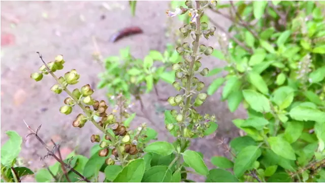 Courtesy rubelroyphotography/Flickr.com