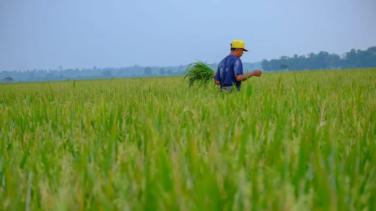 PT Wilmar Padi Indonesia (WPI) terus berkomitmen menjalin kemitraan dengan petani padi melalui Farmer Engagement Program (FEP).