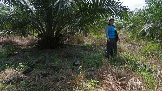 Lahan Sawit Renggut Kebahagiaan Warga Dayak Iban Dan Orang Rimba Lifestyle Liputan6 Com