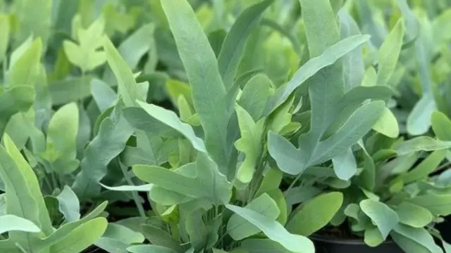 Pakis Bintang Biru atau Blue Star Fern