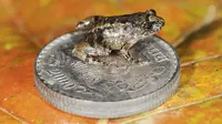 Menelusuri Keunikan Katak Kutu Brazil, Calon Vertebrata Terkecil di Dunia