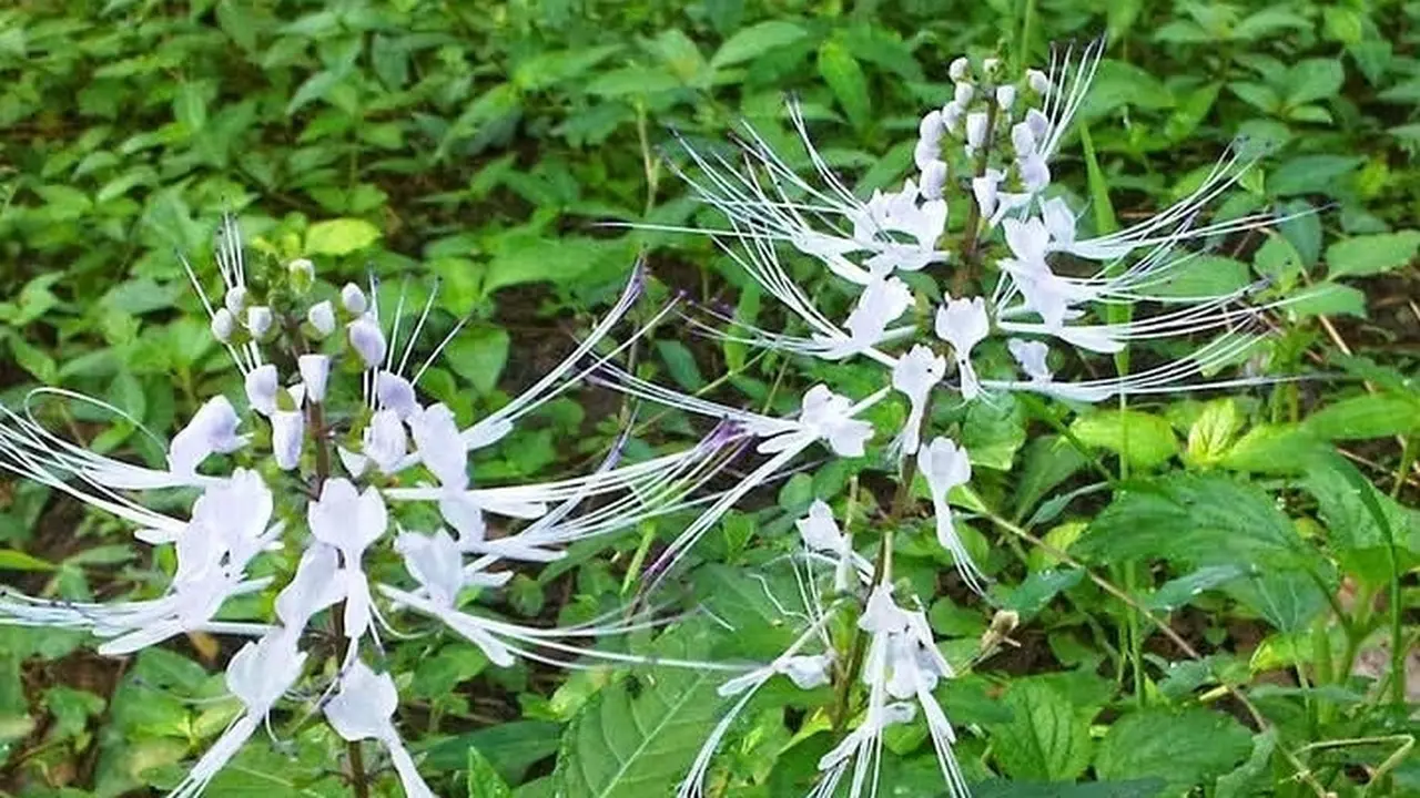 Daun Kumis Kucing Kaya Manfaat, Bantu Jaga Tekanan Darah hingga Kesehatan Ginjal