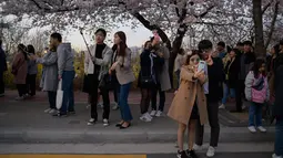 Pengunjung berpose di bawah bunga sakura selama Festival Bunga Musim Semi Yeouido di Seoul, Korea Selatan pada 7 April 2019. Festival ini merupakan festival Cherry Blossom tahunan terbesar yang diselenggarakan pada musim semi di Kota Seoul. (Photo by Ed JONES / AFP)