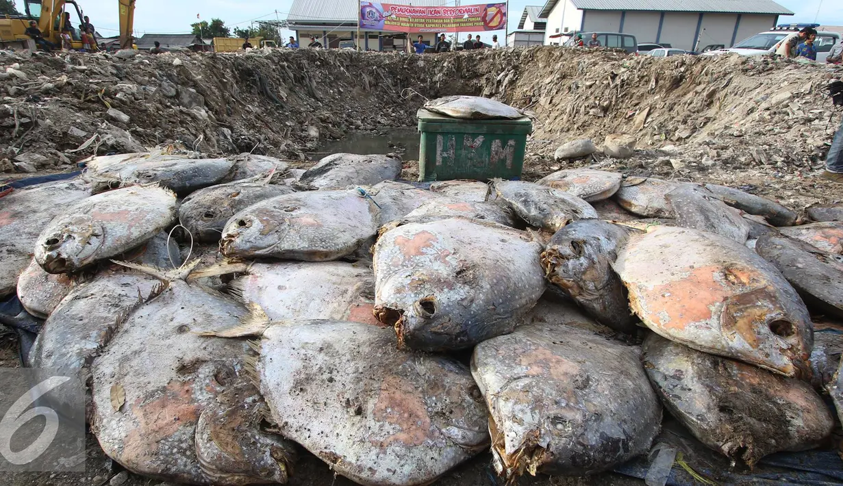 Petugas memusnahkan ikan laut yang mengandung formalin dengan cara dikubur di kawasan Pelabuhan Perikanan Muara Angke, Penjaringan, Jakarta Utara, Jumat (17/6). (Liputan6.com/Immanuel Antonius)