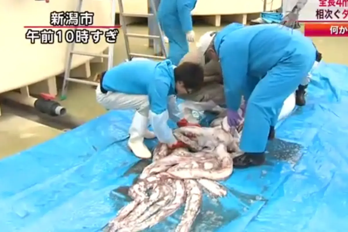 Video Penampakan Cumi Raksasa di Jepang