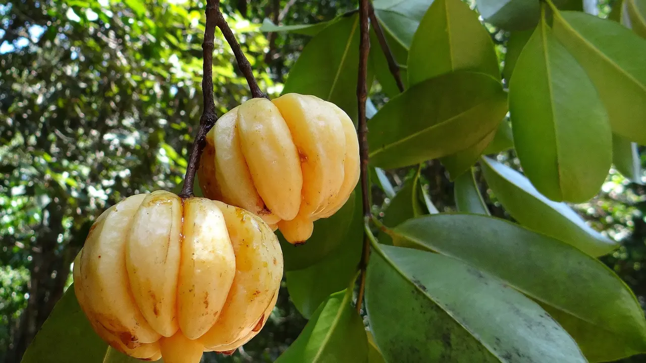 Garcinia Cambogia