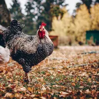 Ilustrasi Ayam Credit: pexels.com/Kirsten