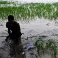 Tak hanya sawah, banjir juga merendam lebih dari 1.500 rumah warga (Bangun Santoso/Liputan6.com)