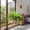 6 Tanaman Indoor yang Bisa Menjaga Kelembapan Rumah, Pilihan Alami untuk Hunian