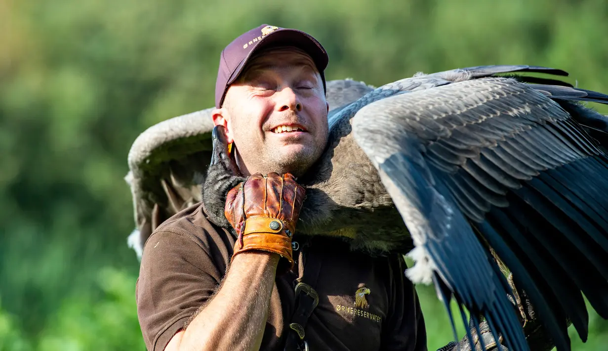 Peter Wenzel melatih burung condor muda bernama Molina di Eagle Reserve, Bindslev, Denmark, 27 Agustus 2019. Condor merupakan burung pemakan bangkai. (Henning Bagger/Ritzau Scanpix/AFP)