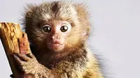 Pigmi  Mermoset memiliki ukuran yang hanya sebesar telapak tangan, dan menjadi primata terkecil di dunia. (greese13.files.wordpress.com)