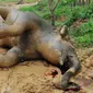 Gajah mati di Riau karena konflik dengan manusia yang disebabkan berubahnya kawasan hutan. (Liputan6.com/Istimewa)