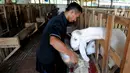 Peternak memberi makan kambing peranakan Etawah di Jiwanta Farm, Cibeuteng Udik, Bogor, Jawa Barat, Kamis (8/4/2021). Dalam sehari dapat dihasilkan 20 liter susu kambing yang dijual dengan harga Rp 40 ribu per liter. (merdeka.com/Arie Basuki)