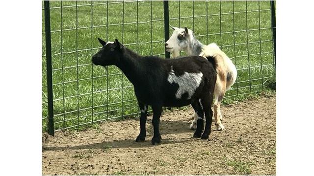 Selain Kucing, 7 Hewan Ini Punya Corak Bulu Bentuk Unik Sedari Lahir