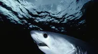 Bigeye threser atau yang dikenal dengan nama latin Alopias superciliosus, adalah salah satu jenis hiu terbesar di dunia. 
