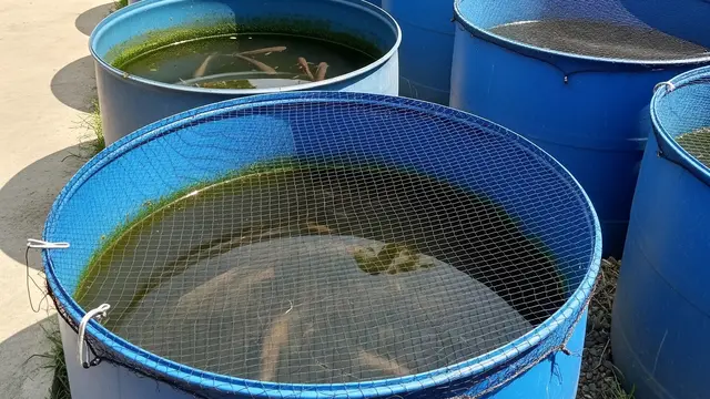 Cara Membuat Kolam Lele dari Drum Plastik Bekas, Praktis dan Hemat Lahan