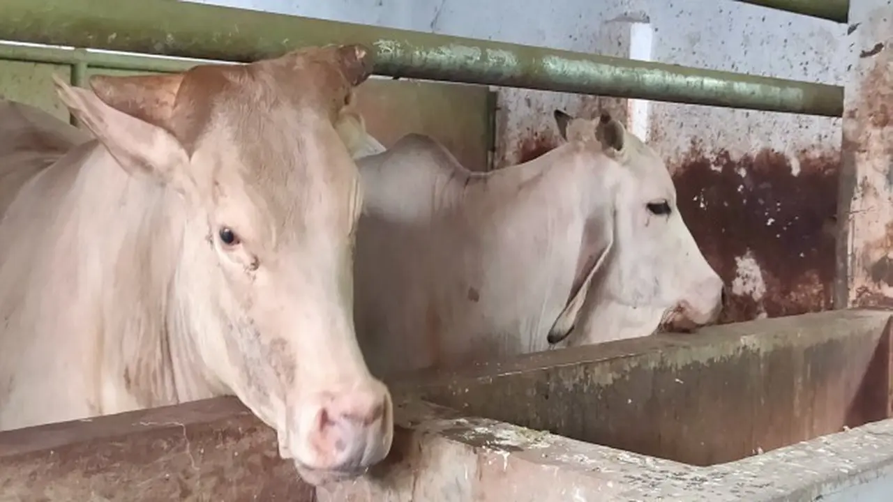 Distributor Daging Sapi Cirebon Sebut Harga Daging Naik Hingga Lebaran