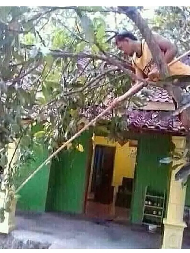 Kelakuan Orang Saat di Atas Pohon ini Bikin Tepuk Jidat