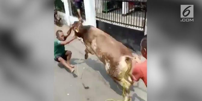 VIDEO: Sapi Kurban Lepas, Seruduk Warga Matraman