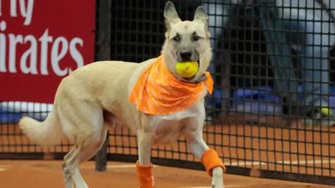 Pintar! Anjing Ini Jadi 'Ball Boy' Tenis