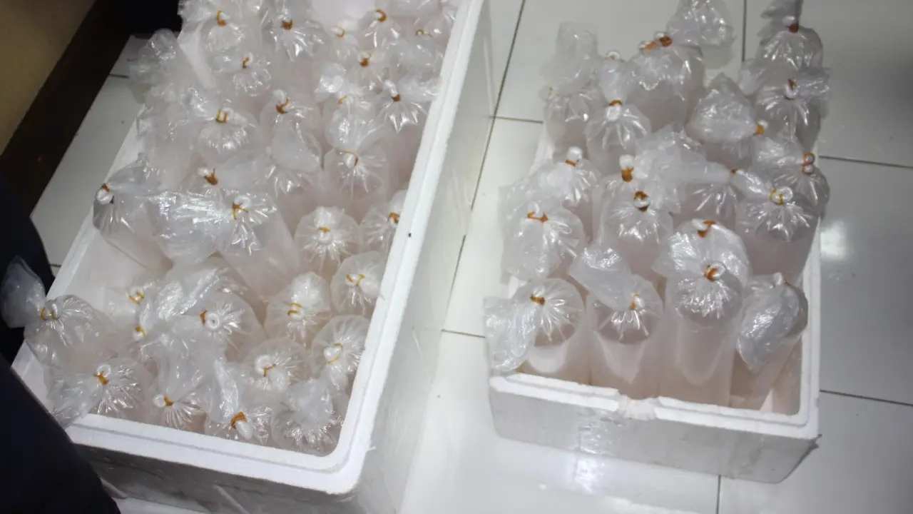 Penyelundupan Benih Lobster