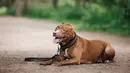 Terlepas dari karakteristik yang dinilai garang, ternyata pitbull merupakan anjing yang penyayang. Berdasarkan penelitian yang dilakukan pada 2001, pitbull termasuk dalam 5 anjing dengan emosi paling stabil di Amerika Serikat. (istockphoto.com)