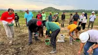 Inovatif, Desa Embalut di Kukar Ubah Lahan Bekas Tambang Jadi Sentra Jagung Produktif