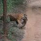 Sebuah video berhasil merekam pertarungan seru harimau dengan macan tutul. Siapa yang menang?