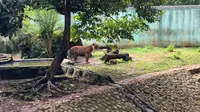 Penampakan Harimau Sumatera Sri Deli di Ragunan, Sempat Viral Disebut Kurus Ternyata Gemuk dan Sehat