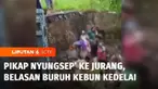 Sebuah mobil pikap yang mengangkut belasan pekerja kebun kedelai masuk ke jurang di Desa Tangsil Wetan, Bondowoso, Jawa Timur. Akibat kecelakaan ini sejumlah orang terluka.