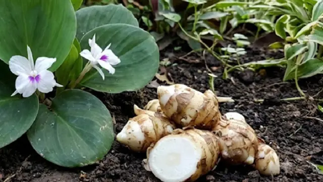 Cara Mudah Tanam Kencur di Rumah untuk Pemula