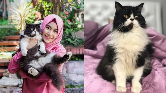 Seleb dan kucing (Sumber: Instagram/zorro_chingu)