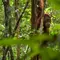 15 Fakta Orangutan Indonesia, Hewan Cerdas Penghuni Hutan Tropis