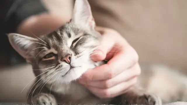 Jangan Langsung Digendong, Begini Cara Tepat Memperkenalkan Diri pada Kucing