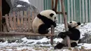 Dua ekor panda raksasa asyik bermain usai salju turun di Cagar Alam Nasional Wolong, Provinsi Sichuan, China (17/12/2020). Cagar Alam ini menjadi rumah bagi sekitar 150 ekor panda liar yang sangat terancam punah. (Xinhua/Jiang Hongjing)