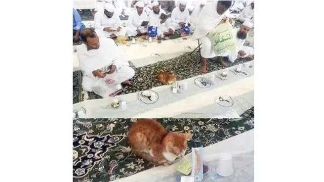 6 Potret Lucu Kucing Menunggu Buka Puasa, Ikut Bersabar
