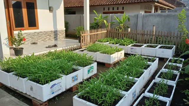 TStyrofoam Bekas untuk Media Tanam Kangkung